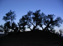 Wallpapers Nature arbres desert marocain nuit tombante