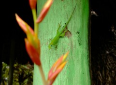 Wallpapers Animals republique dominicaine