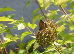 Fonds d'cran Animaux Papillon : Pyronia bathseba reconaissable aux taches noires et blanches sur l'aile suprieure et infrieure