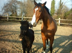 Fonds d'cran Animaux Gniada et Mister black