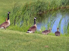 Fonds d'cran Animaux Sortons en famille