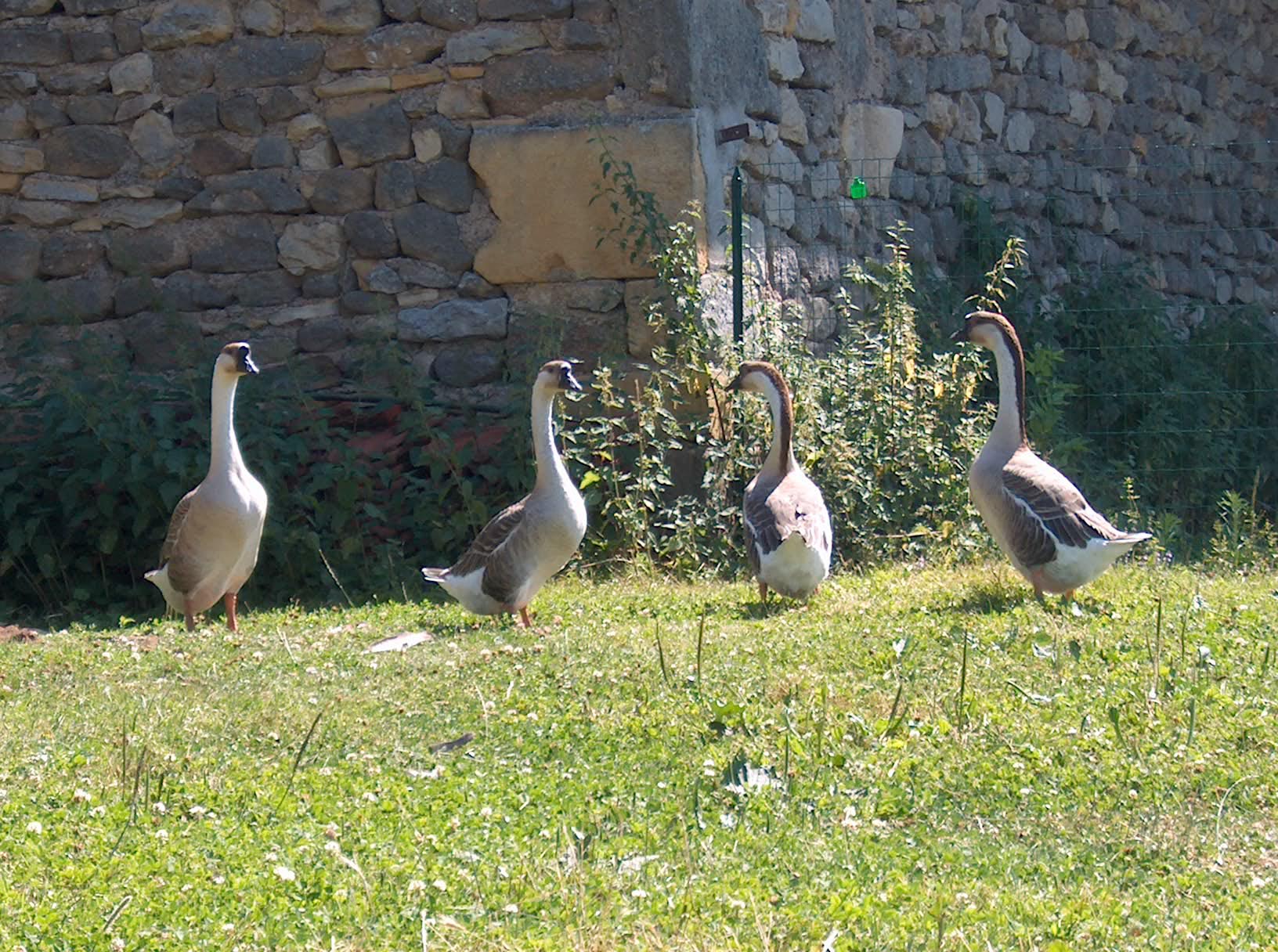 Wallpapers Animals Birds - Ducks Les oies de tonton