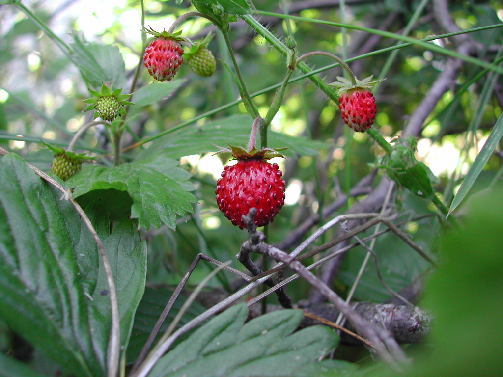 Fonds d'cran Nature Fruits Fraises des bois