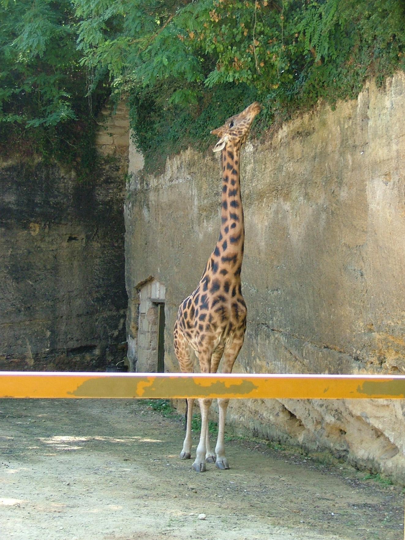 Fonds d'cran Animaux Girafes 