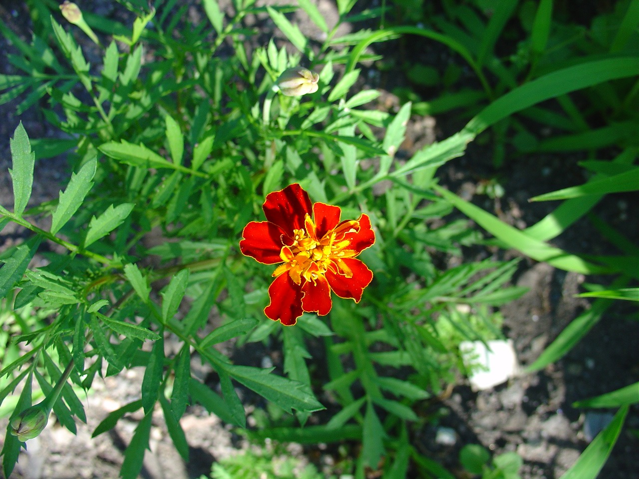 Wallpapers Nature Flowers Oeillet d'Inde