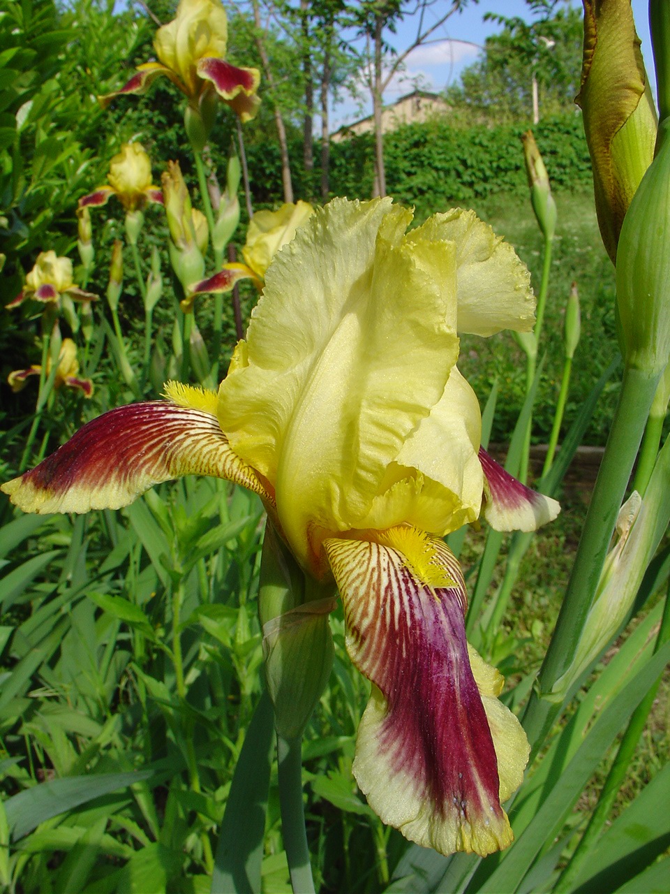 Wallpapers Nature Flowers Iris