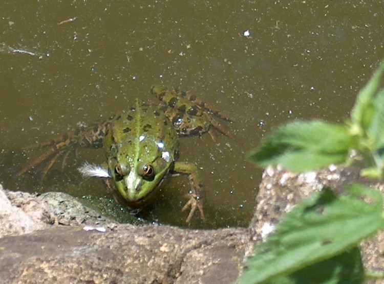 Wallpapers Animals Frogs - Toads Le bain de soleil