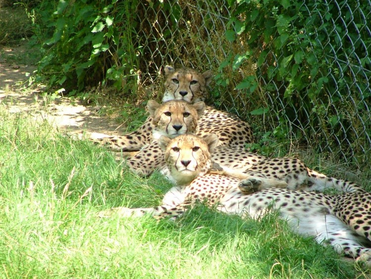 Fonds d'cran Animaux Flins - Gupards Les trois frres