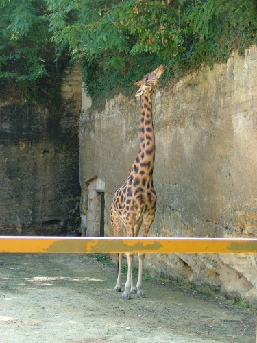 Fonds d'cran Animaux Girafes Wallpaper N106420