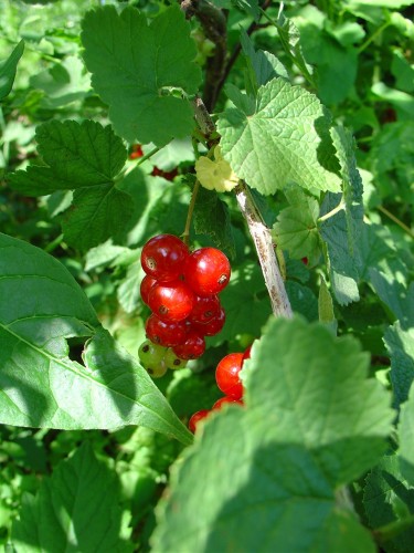 Wallpapers Nature Fruits Groseilles