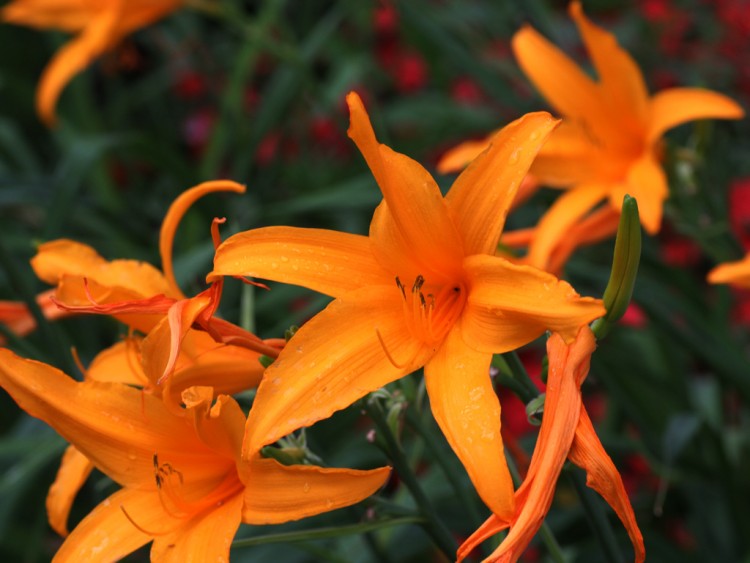 Fonds d'cran Nature Fleurs bouquet