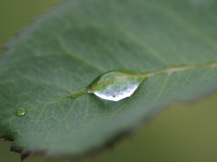 Wallpapers Nature Miscellaneous - Compositions un grand classique