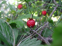 Wallpapers Nature Fraises des bois