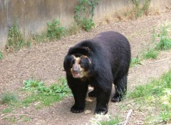 Fonds d'cran Animaux Image sans titre N106422