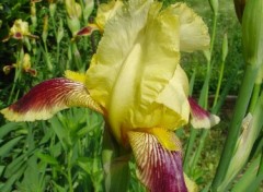 Fonds d'cran Nature Iris