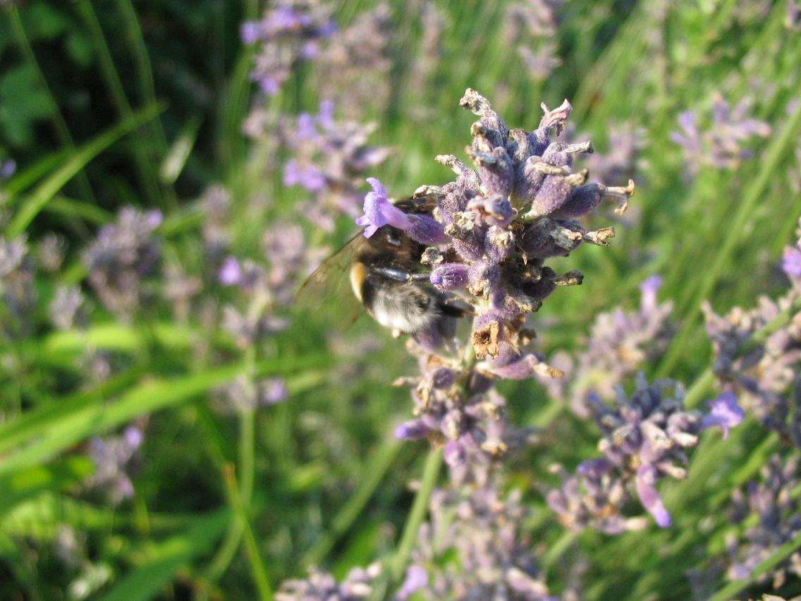 Fonds d'cran Animaux Insectes - Divers 