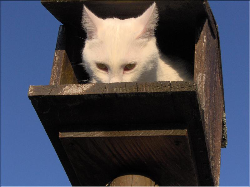 Fonds d'cran Animaux Chats - Chatons Leon