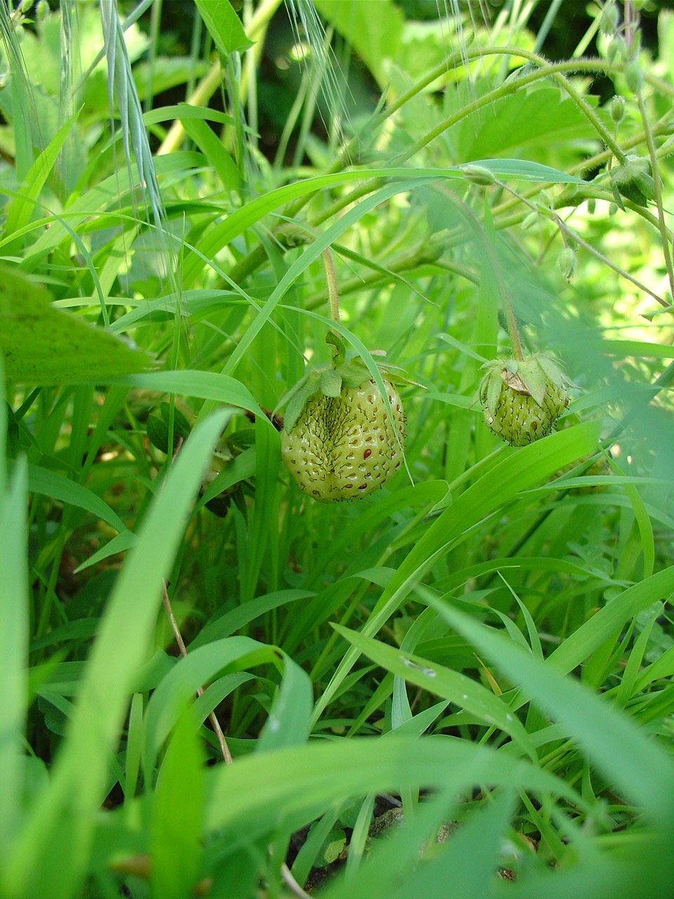 Wallpapers Nature Fruits Fraise en devenir