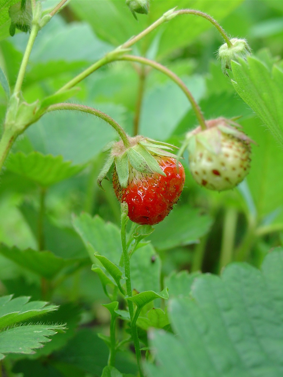 Wallpapers Nature Fruits Fraise