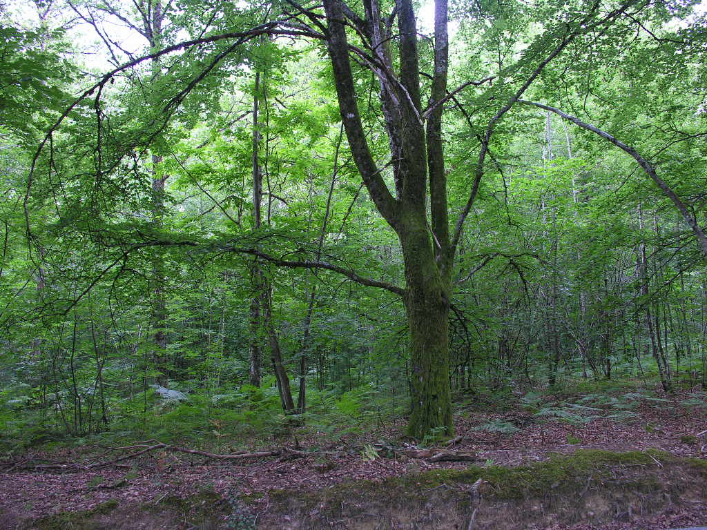 Fonds d'cran Nature Arbres - Forts 