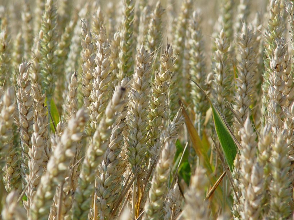 Fonds d'cran Nature Champs - Prairies 