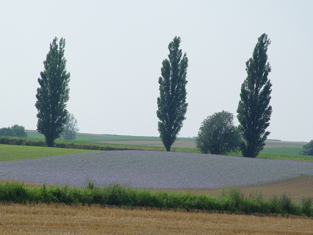 Fonds d'cran Nature Champs - Prairies 