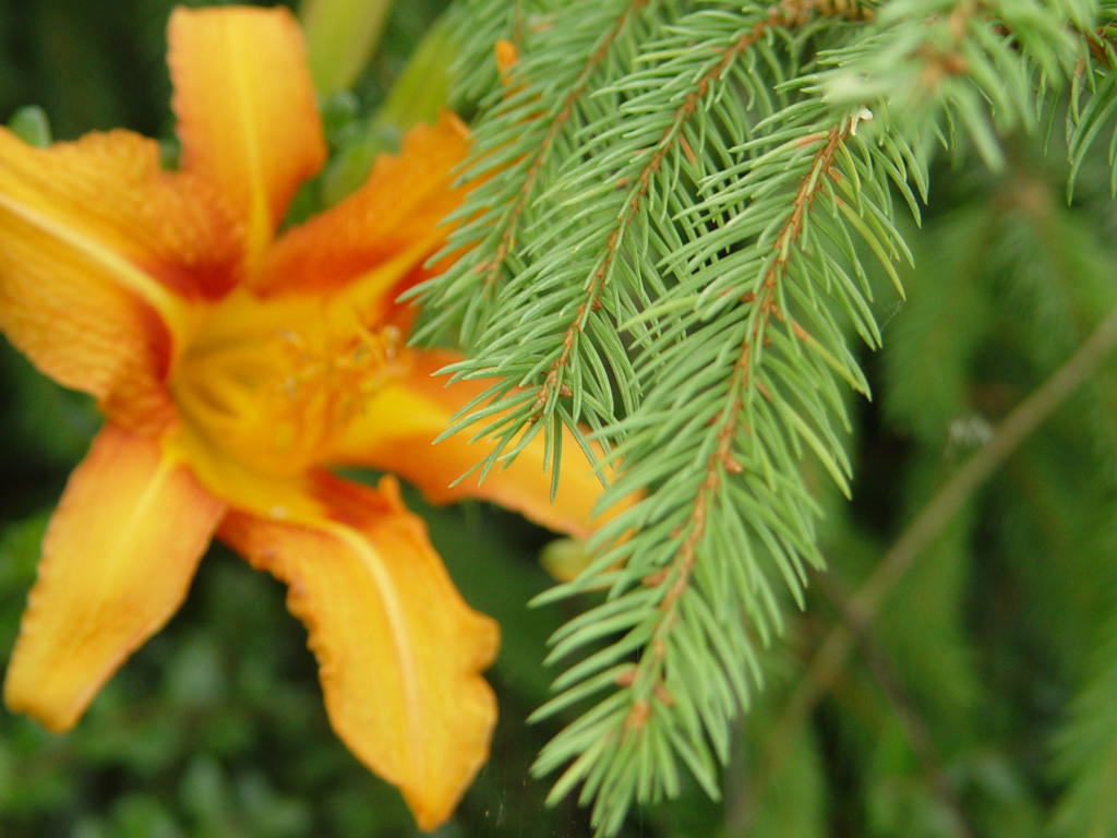 Fonds d'cran Nature Fleurs 