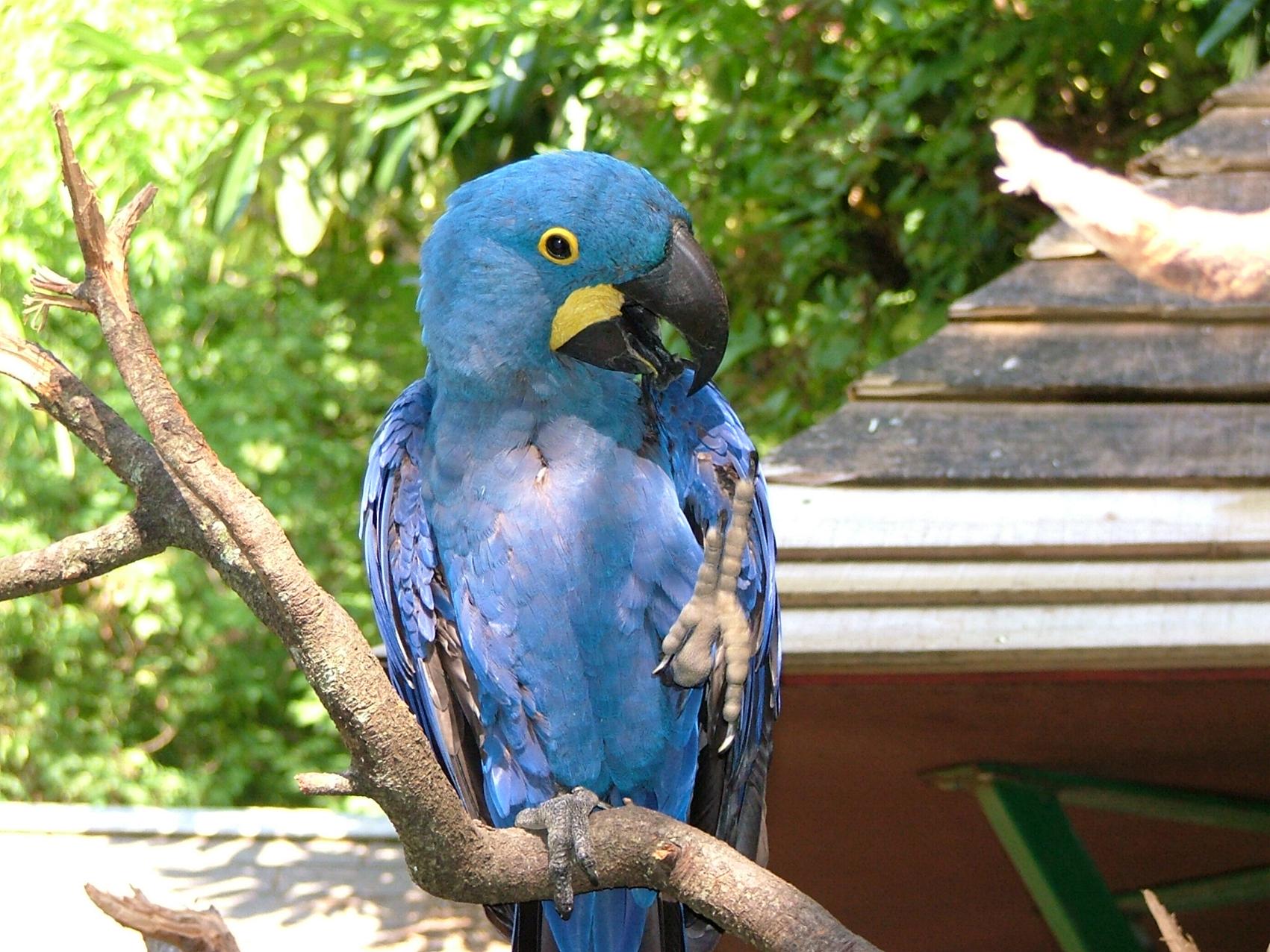 Fonds d'cran Animaux Oiseaux - Perroquets 