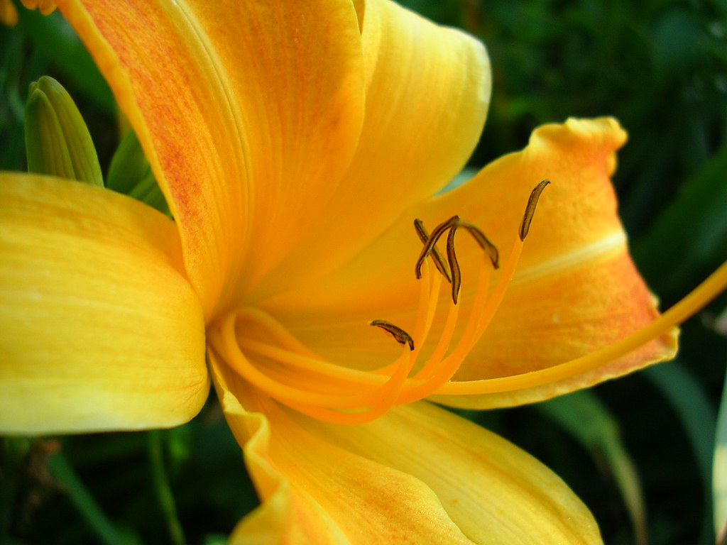 Fonds d'cran Nature Fleurs 