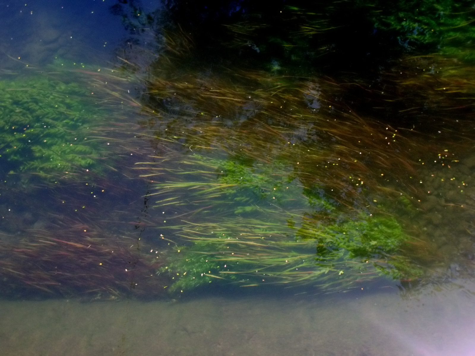 Fonds d'cran Nature Fleuves - Rivires - Torrents Reflet dans l'eau