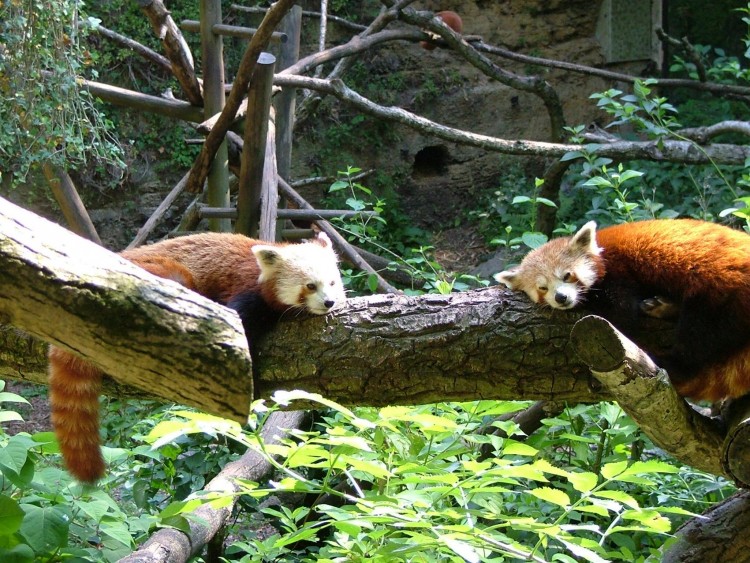 Fonds d'cran Animaux Divers pandas