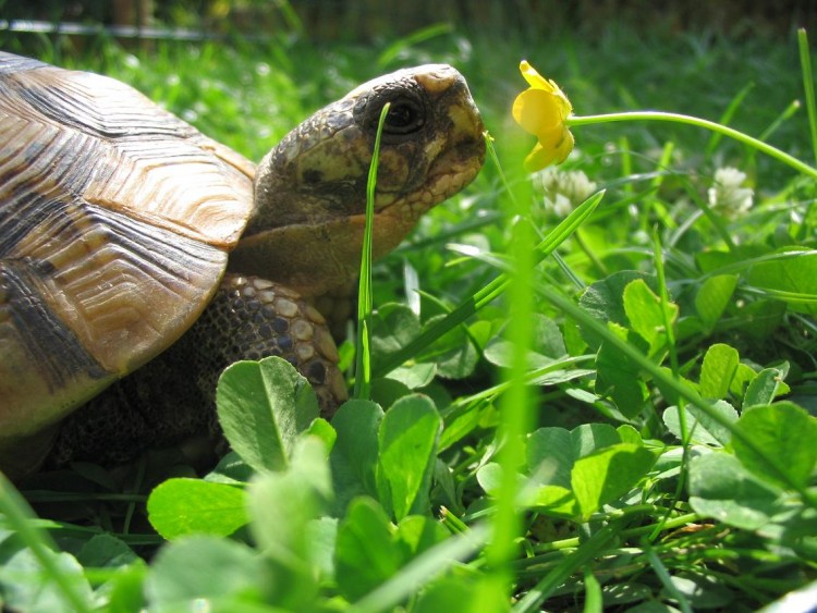 Fonds d'cran Animaux Tortues Wallpaper N106446