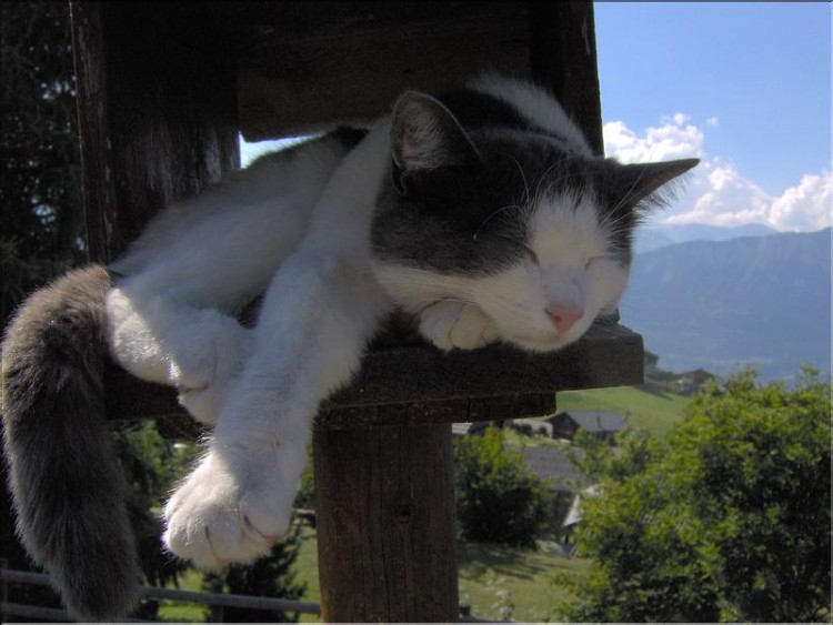 Fonds d'cran Animaux Chats - Chatons La sieste!