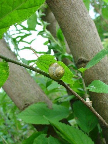 Wallpapers Animals Snails - Slugs Escargot