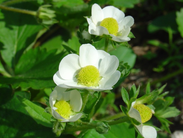 Wallpapers Nature Flowers Fraisier en fleur