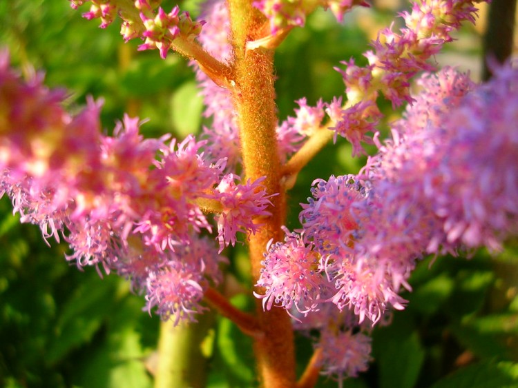 Wallpapers Nature Flowers astilbe