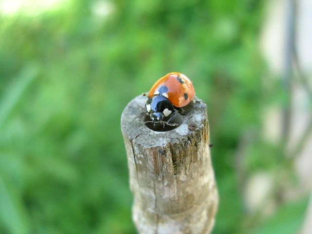 Fonds d'cran Animaux Insectes - Coccinelles coccinelle