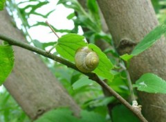 Fonds d'cran Animaux Escargot