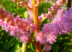 Wallpapers Nature astilbe