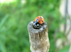 Fonds d'cran Animaux coccinelle