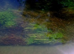 Fonds d'cran Nature Reflet dans l'eau