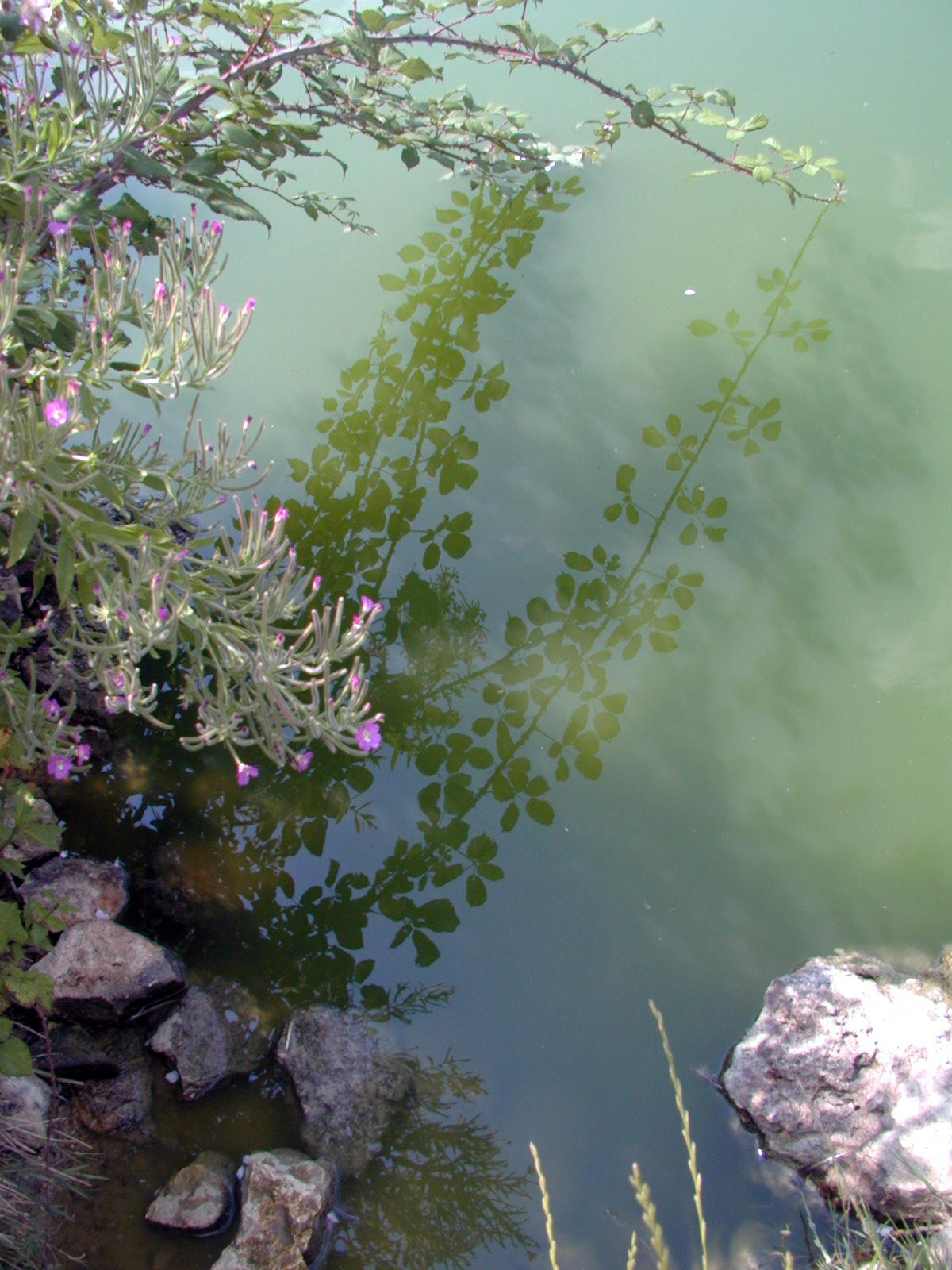 Wallpapers Nature Water - Reflection Reflets