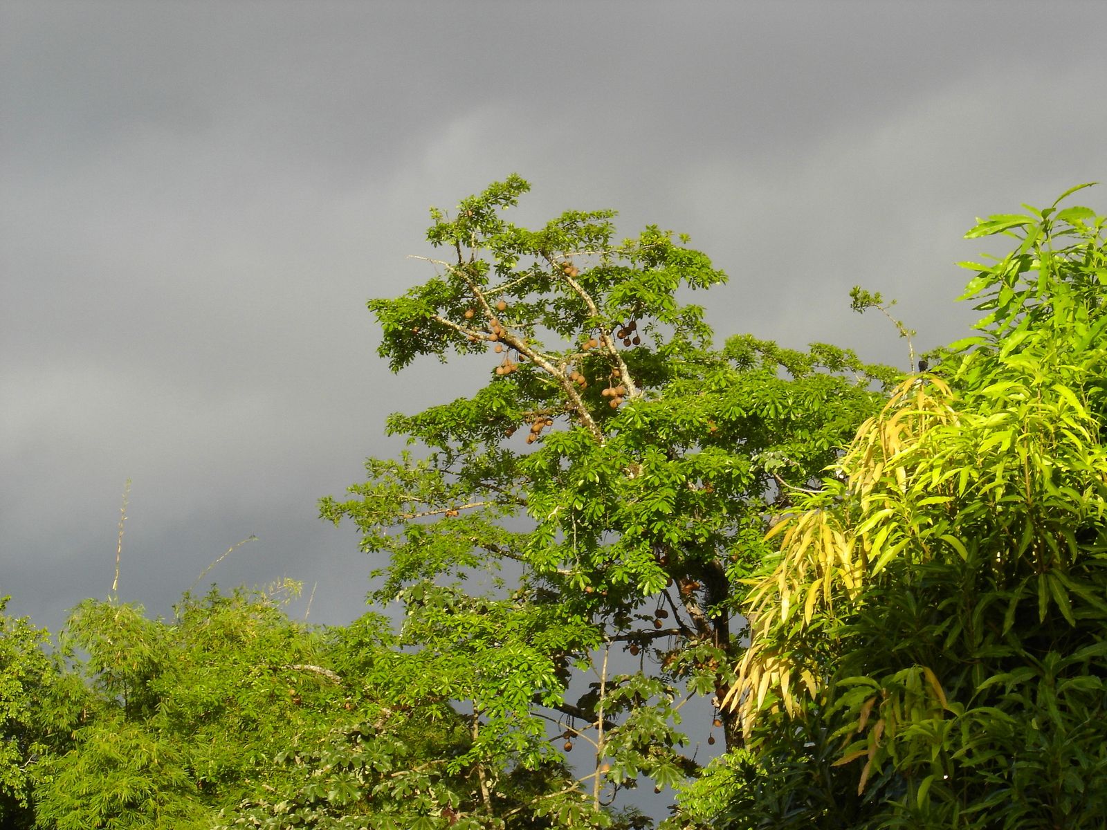 Fonds d'cran Nature Arbres - Forts Avant l'orage...