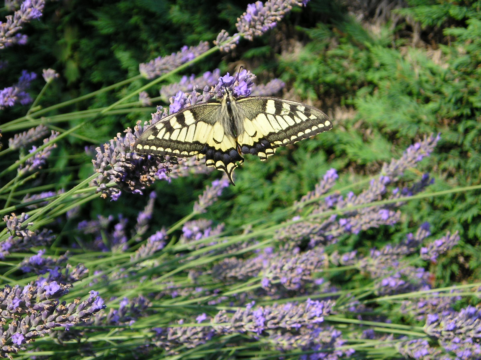 Fonds d'cran Animaux Insectes - Papillons 