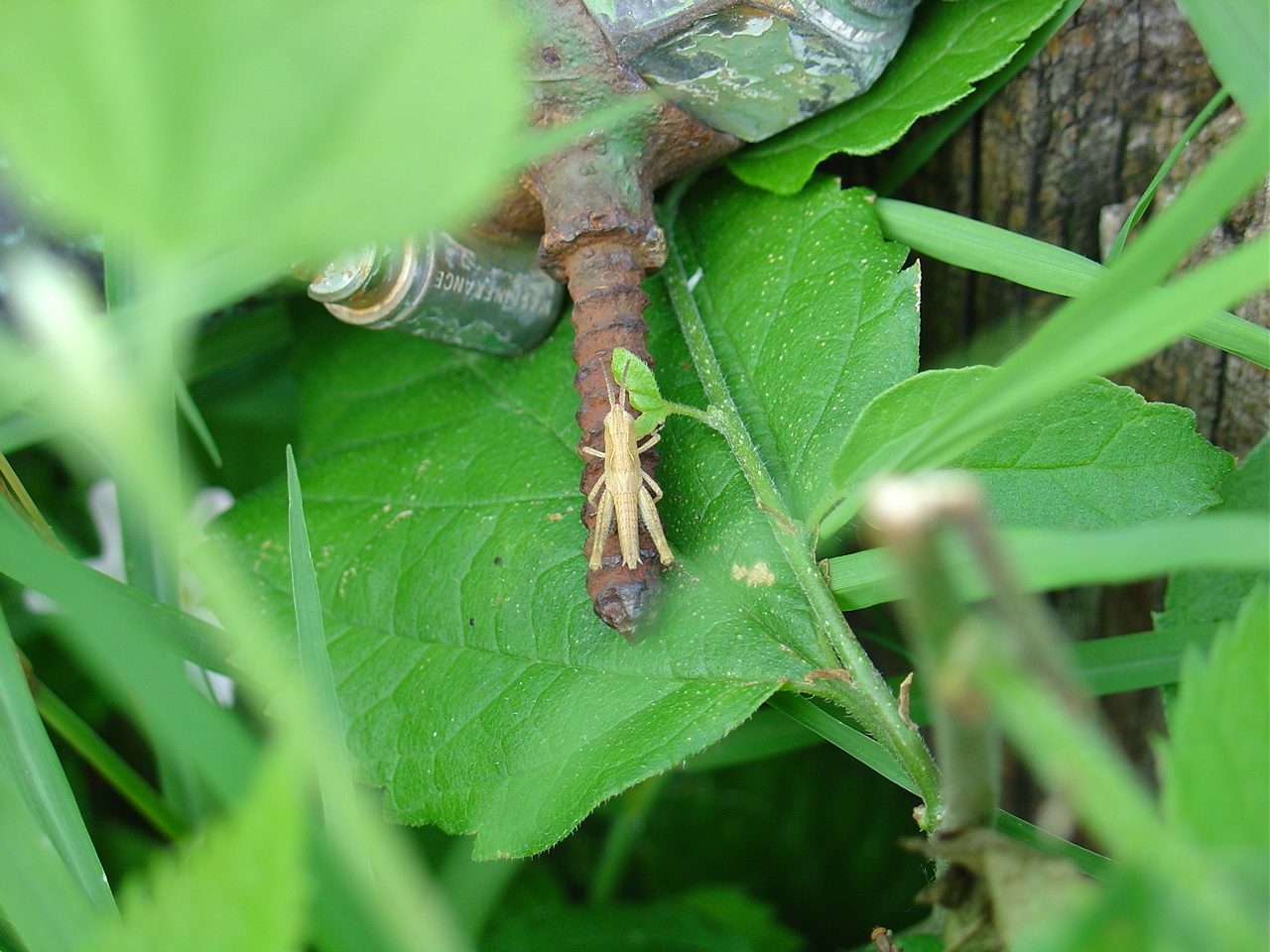 Fonds d'cran Animaux Insectes - Sauterelles et Criquets Sauterelle