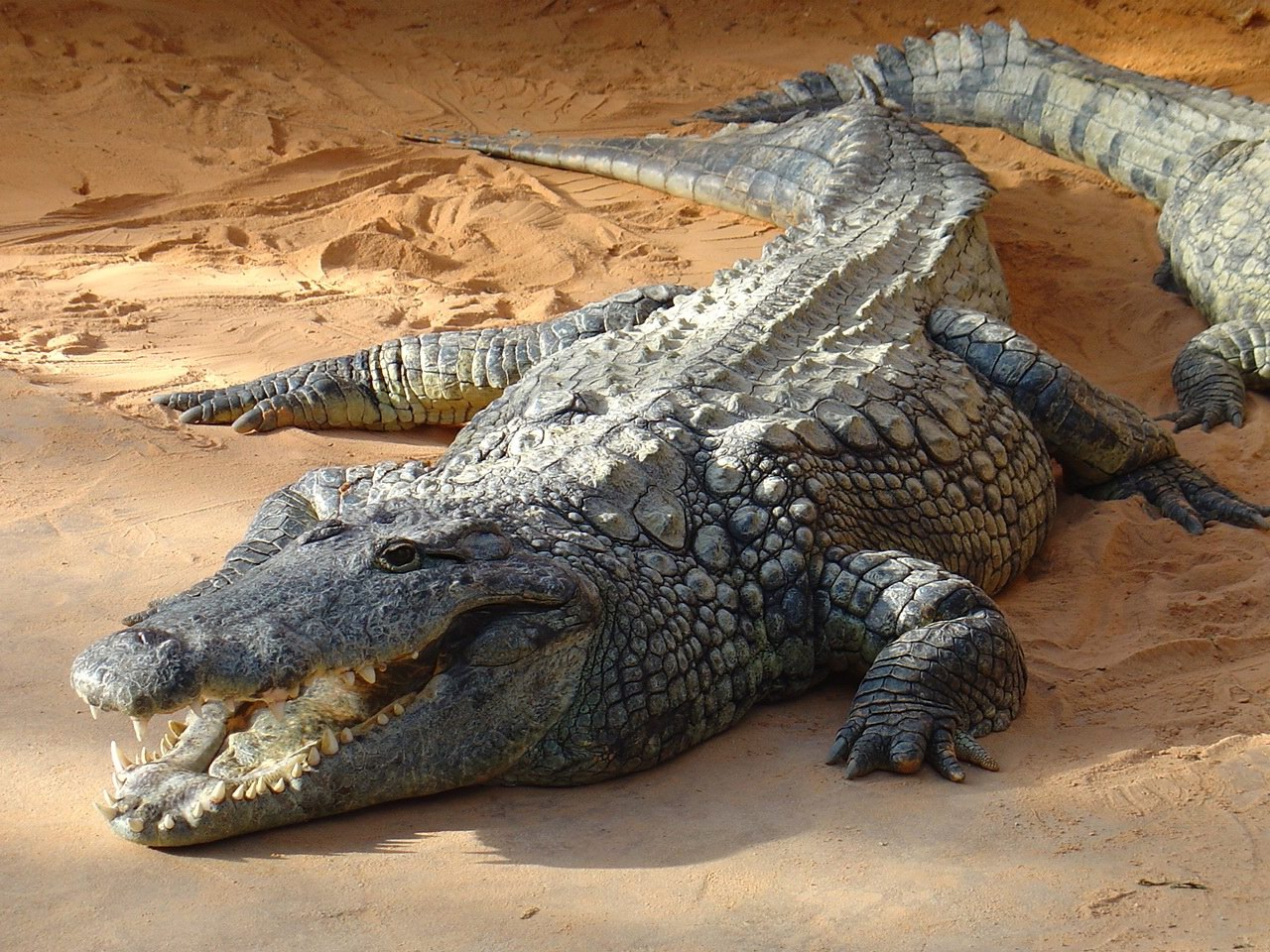 Wallpapers Animals Crocodile - Alligator - Caiman Crocodile