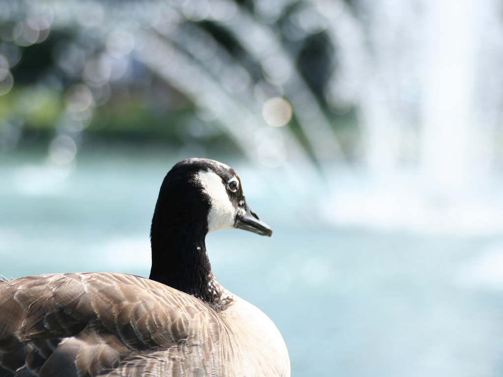 Wallpapers Animals Birds - Ducks canard