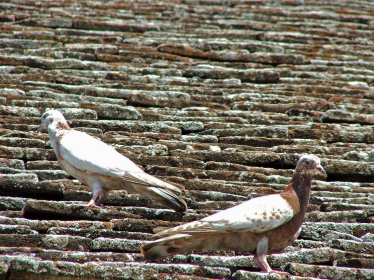 Wallpapers Animals Birds - Pigeons and Doves Ile de Chypre