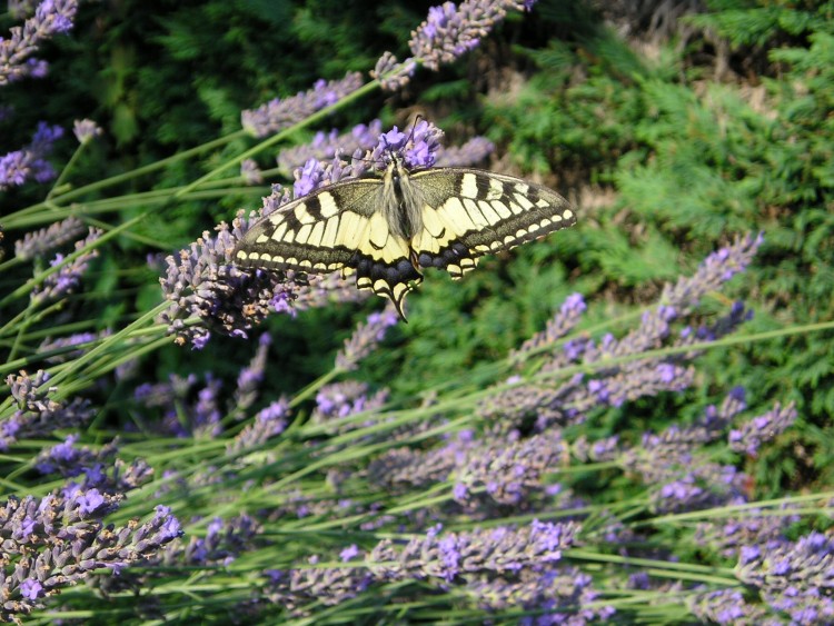 Fonds d'cran Animaux Insectes - Papillons Wallpaper N106700