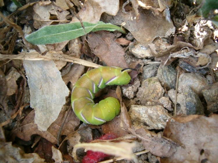 Wallpapers Animals Insects - Caterpillars la grosse bbette